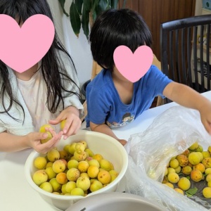 こどもたち　今年の梅仕事