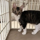 里親さんが決まった猫たち(2/22～)