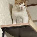 ねこ屋敷の住猫達