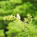 2026年6月6日の野鳥公園