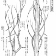 【画像】手塚治虫が提唱した長編漫画の構成・原則ｗｗｗｗｗｗｗ
