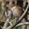 午前中の撮影によく見かけるモズ雌