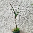 ナメクジが多いね