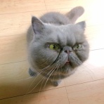 ”猫おでん”あり〼。