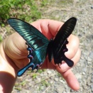 2025/5/22, 6/7　群馬でミヤマカラスアゲハ探索