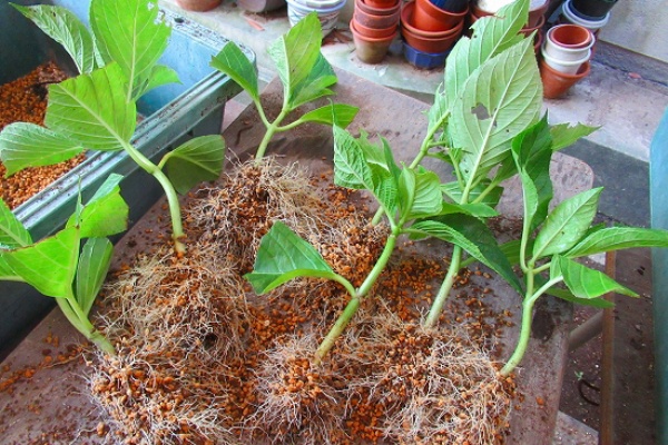 花好きおばあさんの 園芸ボランティア日記 オジギソウ