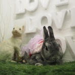 うさぎのWONDERLANDグルーミングフォト