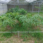 石垣島マンゴーを全国へお届け