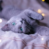 『4/20(日)に『猫の譲渡会』が開催。会場は総合福祉センター（春日井市浅山町）』の画像