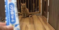 実際のカンタの投薬の様子