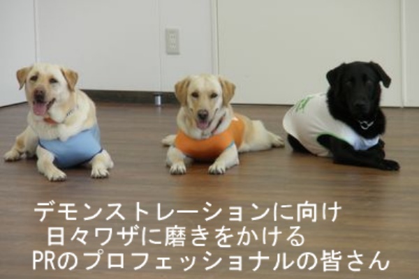 盲導犬lab Amp Loveオフィシャルブログ 盲導犬訓練センター