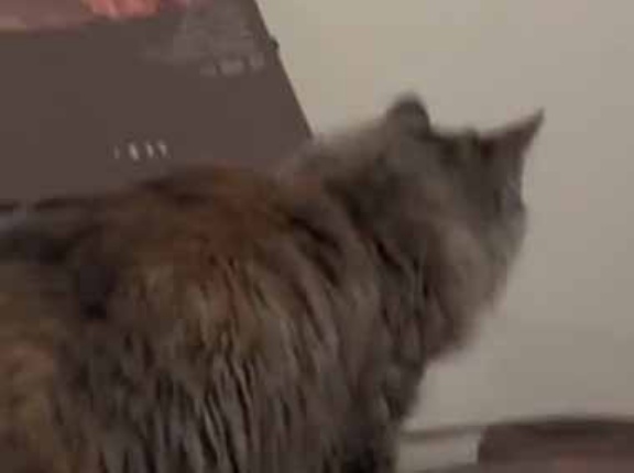 【中国】 ネコが楽器の上に乗っていた。この音色を聞きなさい → 猫、この技です…