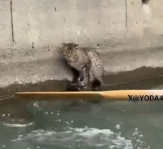 川の土手の壁から脱出できない猫を…ボートに乗った人たちがオールを重ねて救出する