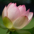 三室戸寺の紫陽花2026