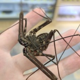 『チョロっと新入荷！奇蟲やツノガエルなど！バイト募集のお知らせ』の画像