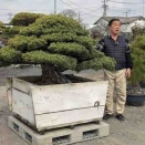 6年かけて鉢上げ❗️四国小西松楽園の宝物‼️