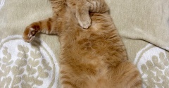 猫が慢性腎臓病ステージ3と言われたのに数値が正常に戻った話【後編】