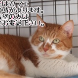 『【里親募集中】事前予約必須の猫たち（2022.6.13現在）』の画像