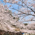 熊本市河内方面の桜