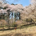 春の高尾山に登ってみる
