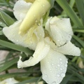 突然の雨は…