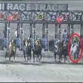 8/1船橋 うみほたる特別(A2B1)ダ1700m【ホワイトヘッド《61戦目》】