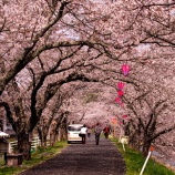 『2026.4『井原堤🌸』を歩いてみたよ④ / 岡山県井原市』の画像