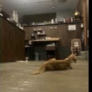 絶望か奇跡か　〜とある子猫の戦い　その３〜