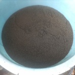 エゴマ・ベンガルの風にのって