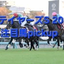 ステイヤーズS 2025年注目馬 pickup