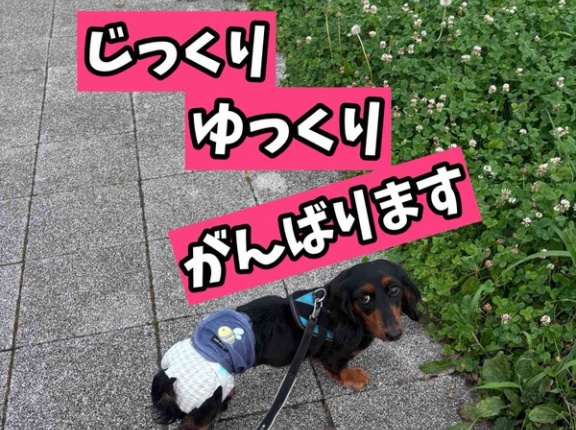 ポコちゃんチャレンジ『お散歩』。私が考えるシェルター運営とは。