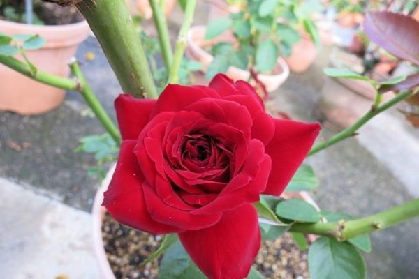 ミセスケイの薔薇コラム ニコロパガニーニ