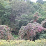 『新冠町の山の木』の画像