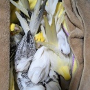 ◇2026年春雛◇全羽孵化しました☆