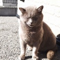 9/10の夕方6時半ごろ、モコが