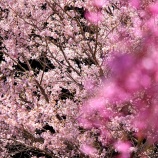 『2026 旧出雲街道『美甘宿場桜❷🌸』/ 岡山県真庭市美甘』の画像
