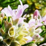 『徒然に光マイクロバブル（218）久しぶりの再会（2）』の画像