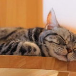 『9/29(日)は猫の譲渡会！春日井市総合福祉センターにて』の画像