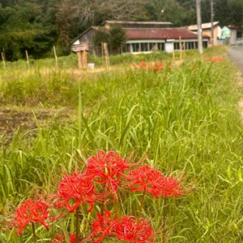 大磯町生沢　谷戸川渓谷で彼岸花