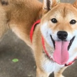 『【柴犬ラッキーくん】里親再々募集しています』の画像