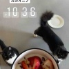 グラスフェッドミルクのヨーグルト好き。煮込み用ショートリブを焼く【低糖質ご飯日記】
