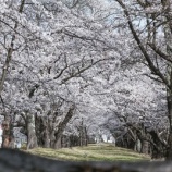 『ぎりぎり公園の桜を見れた～健診の予約』の画像