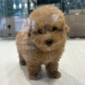 トイプードルの男の子🐕