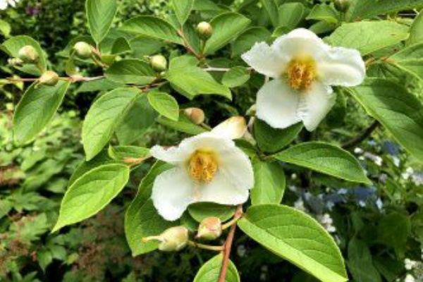 一日花の沙羅の花 草遊庭便り