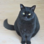 万年山文庫　『只今準備中』