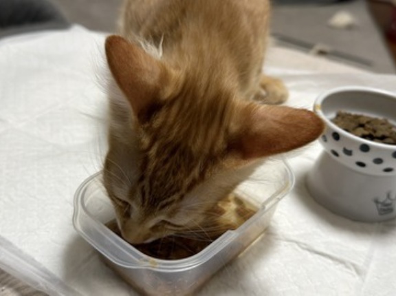 猫は標準で水分不足（極論） 20260908
