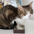 小箱と猫。