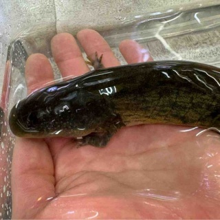 爬虫類倶楽部大宮店公式ブログ