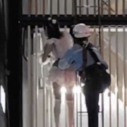 【閲覧注意】女さん、秋葉原で飛び降りようとして・・・