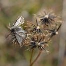 コセンダングサッ